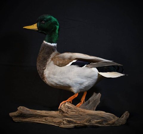 Mallard – Standing – waterfowl taxidermy by Jason's Taxidermy