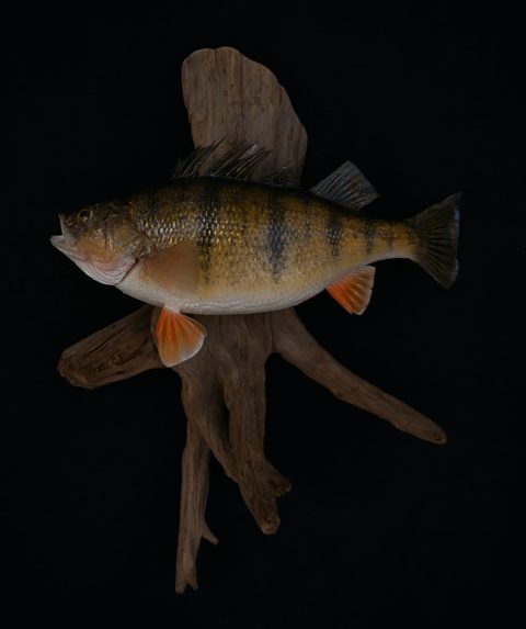 fish taxidermy by Jason's Taxidermy