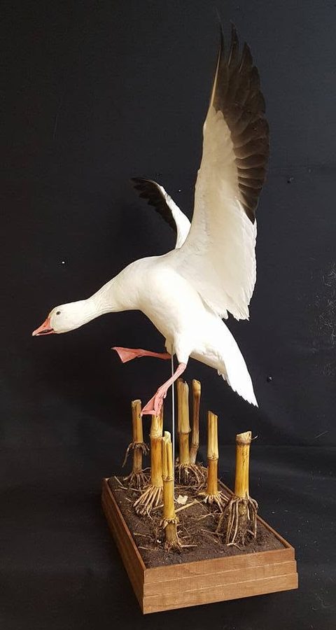Snow Goose – Landing – waterfowl taxidermy by Jason's Taxidermy