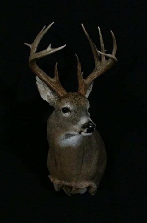 whitetail deer taxidermy by Jason's Taxidermy