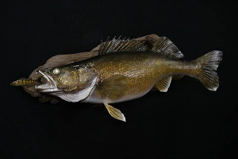 fish taxidermy by Jason's Taxidermy