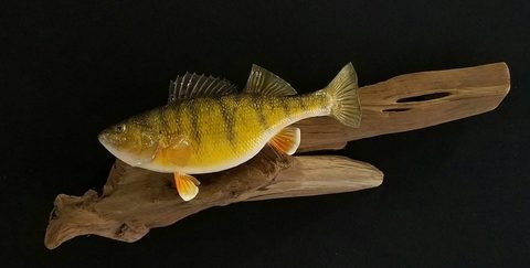 fish taxidermy by Jason's Taxidermy
