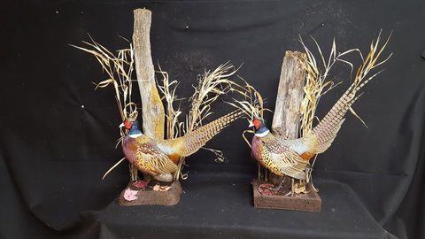 upland game bird taxidermy by Jason's Taxidermy