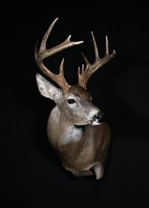 whitetail deer taxidermy by Jason's Taxidermy