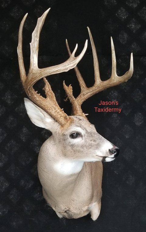 whitetail deer taxidermy by Jason's Taxidermy