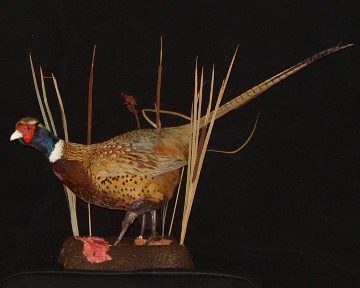 Ring-necked pheasant mount, item #11