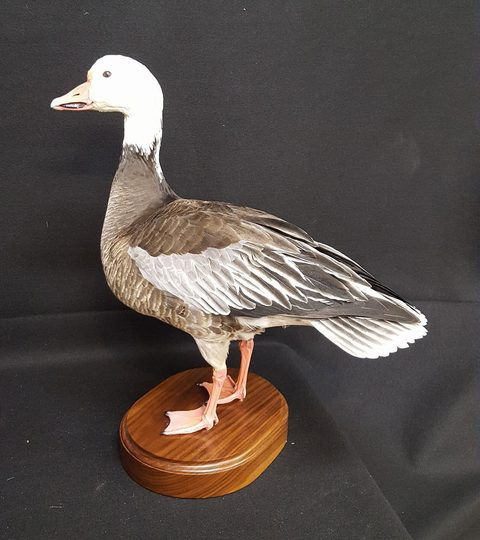 Blue Goose – Standing – waterfowl taxidermy by Jason's Taxidermy