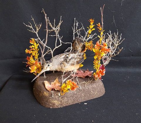 upland game bird taxidermy by Jason's Taxidermy