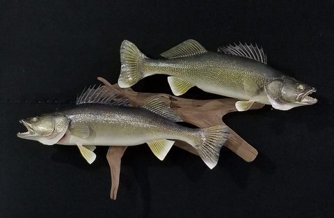 fish taxidermy by Jason's Taxidermy
