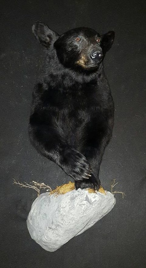 big game taxidermy by Jason's Taxidermy