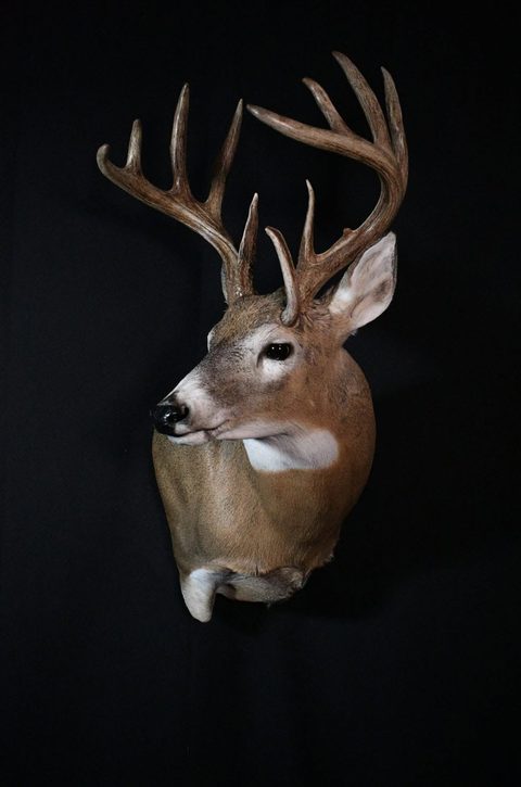 whitetail deer taxidermy by Jason's Taxidermy