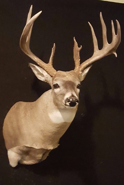 whitetail deer taxidermy by Jason's Taxidermy
