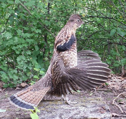 upland game bird taxidermy by Jason's Taxidermy