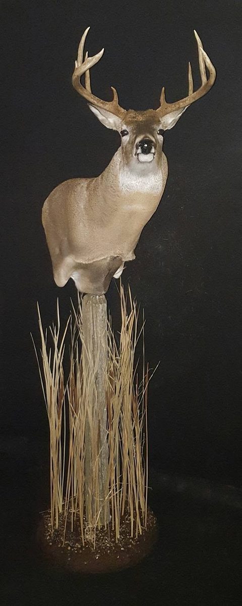 whitetail deer taxidermy by Jason's Taxidermy