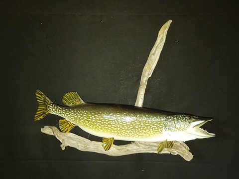 fish taxidermy by Jason's Taxidermy