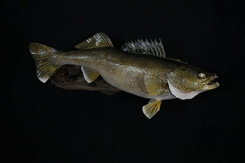 fish taxidermy by Jason's Taxidermy