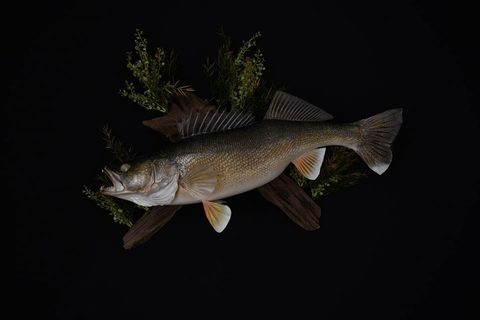 fish taxidermy by Jason's Taxidermy