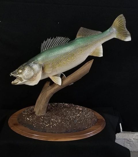 fish taxidermy by Jason's Taxidermy