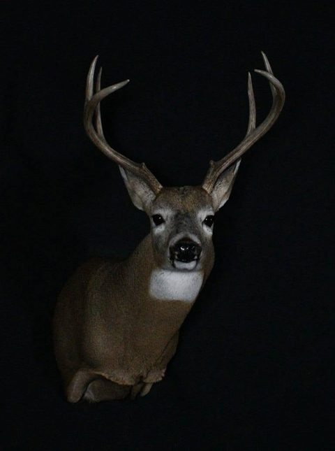 whitetail deer taxidermy by Jason's Taxidermy