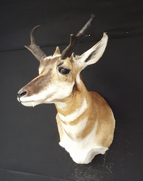 big game taxidermy by Jason's Taxidermy