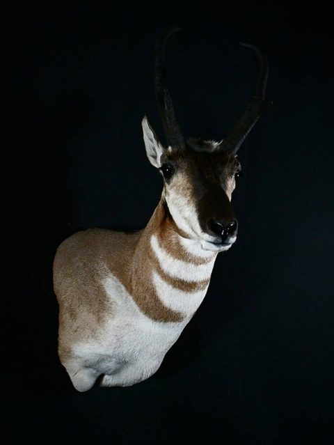 big game taxidermy by Jason's Taxidermy
