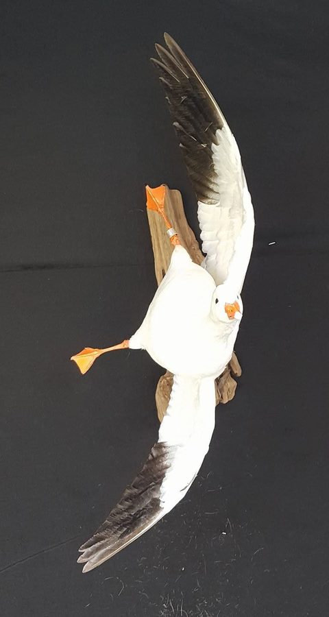 Goose – Flying – waterfowl taxidermy by Jason's Taxidermy