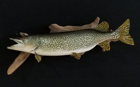 fish taxidermy by Jason's Taxidermy