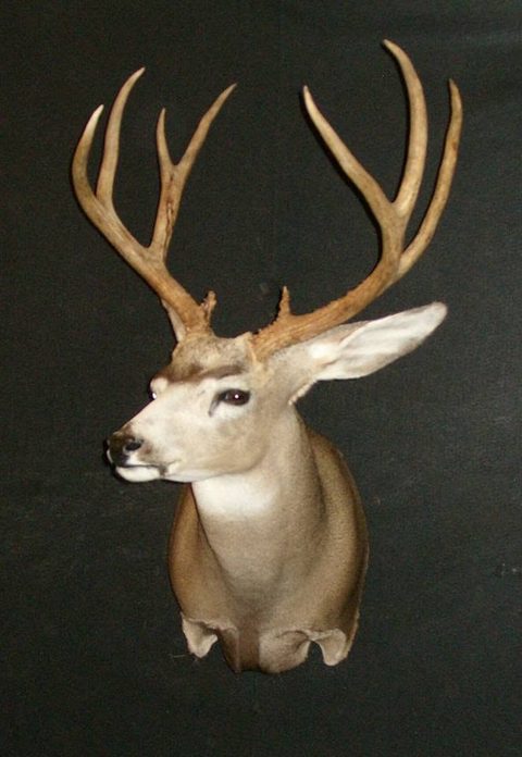 whitetail deer taxidermy by Jason's Taxidermy