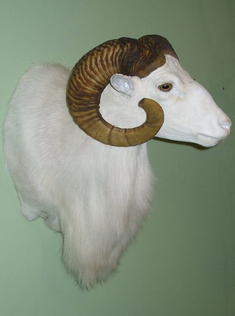 big game taxidermy by Jason's Taxidermy