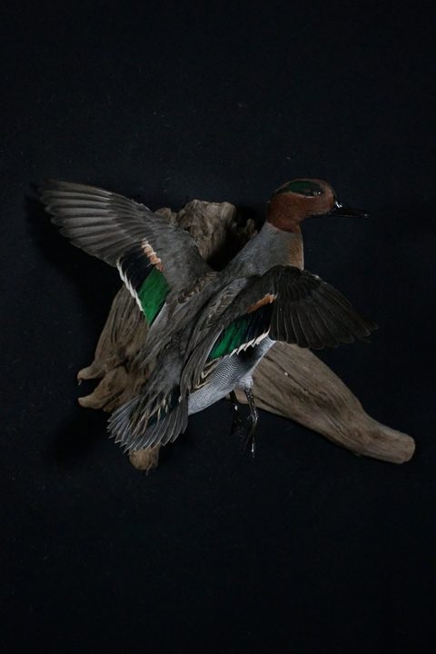 Green-winged Teal – Flying – waterfowl taxidermy by Jason's Taxidermy