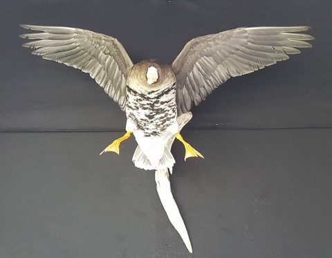 Specklebelly Goose – Flying – waterfowl taxidermy by Jason's Taxidermy