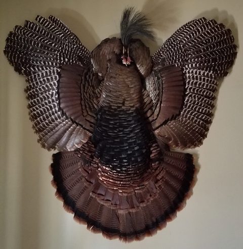 turkey taxidermy by Jason's Taxidermy