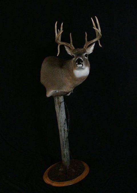 whitetail deer taxidermy by Jason's Taxidermy