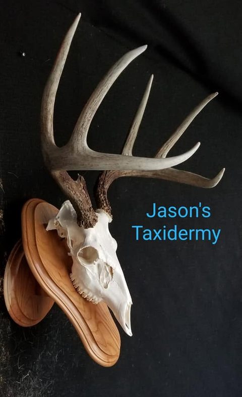European taxidermy by Jason's Taxidermy