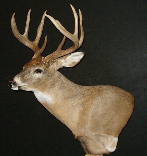 whitetail deer taxidermy by Jason's Taxidermy