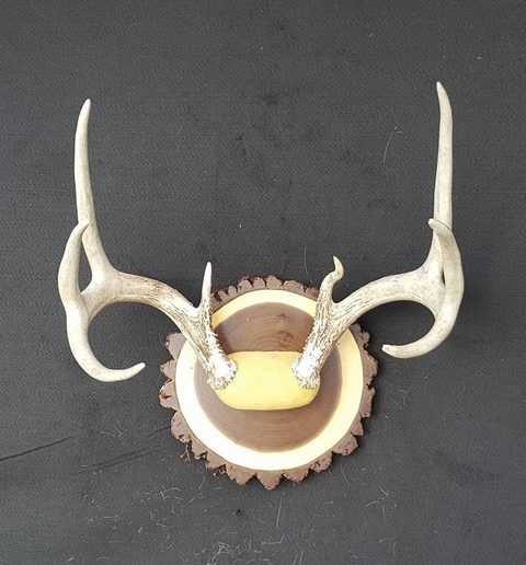 Whitetail – Antler Mount – antler taxidermy by Jason's Taxidermy
