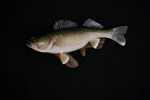 fish taxidermy by Jason's Taxidermy