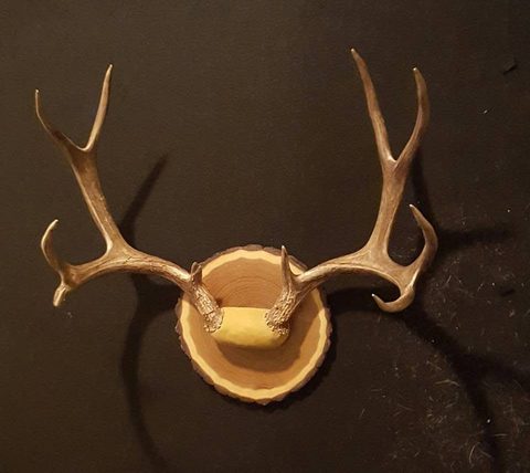 Elk – Antler Mount – antler taxidermy by Jason's Taxidermy