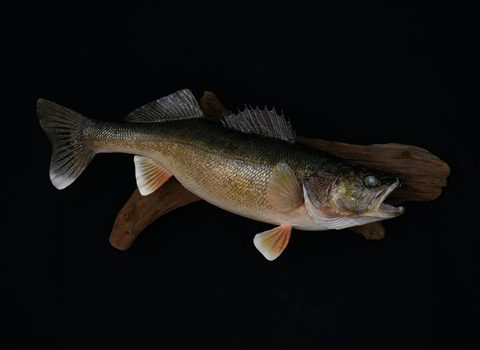 fish taxidermy by Jason's Taxidermy