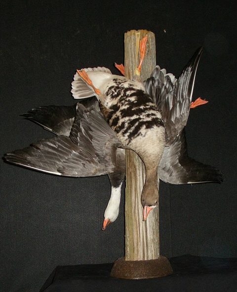 Geese – Deadhang Post – waterfowl taxidermy by Jason's Taxidermy
