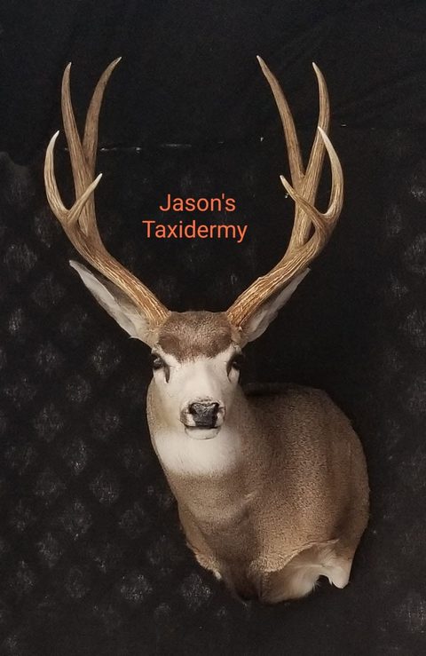mule deer taxidermy by Jason's Taxidermy