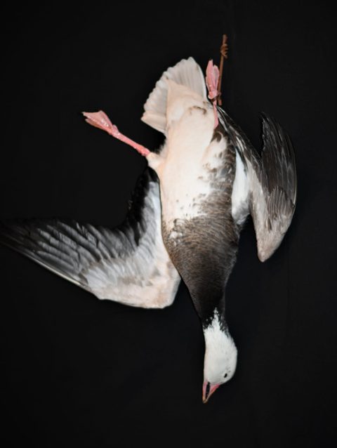 Blue Goose – Deadhang – waterfowl taxidermy by Jason's Taxidermy