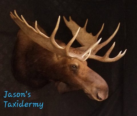 big game taxidermy by Jason's Taxidermy