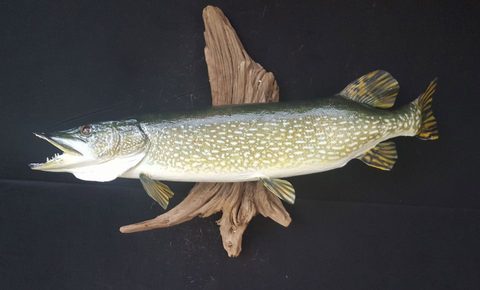 fish taxidermy by Jason's Taxidermy