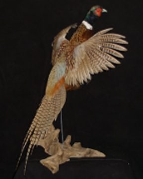 Ring-necked pheasant mount, item #22
