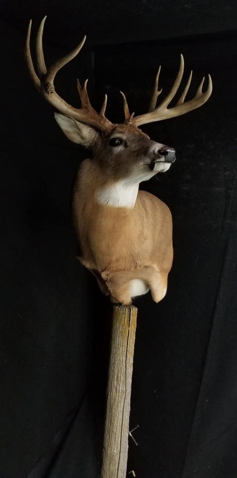 whitetail deer taxidermy by Jason's Taxidermy