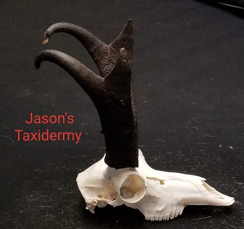 European taxidermy by Jason's Taxidermy