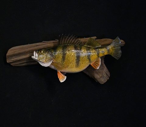 fish taxidermy by Jason's Taxidermy