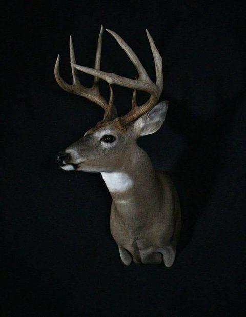 whitetail deer taxidermy by Jason's Taxidermy