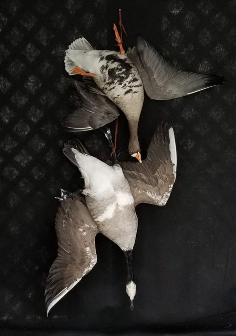 Deadhang Mount – waterfowl taxidermy by Jason's Taxidermy